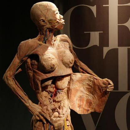 Exposição “O Fantástico Corpo Humano”  novamente em Fortaleza