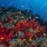 Os Corais Na Costa Das Ilhas Fiji Abrigam Uma Impressionante Biodiversidade.