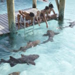 Exumas Bahamas Compass Cay Sharks PIGBEACH0517