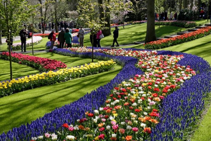 Jardim De Tulipas De Keukenhof